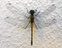 Dragonfly. Photo by Faizel Slamang.