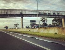 N2 cow crossing. Photo by Gavin Silber.