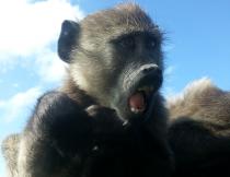 A young baboon at the Cape Point Nature Reserve.