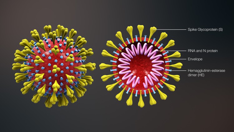 Image of coronavirus