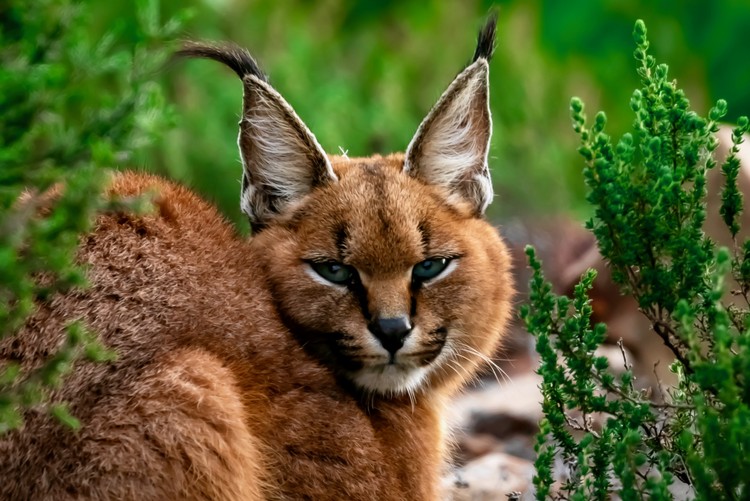 Summary image for article