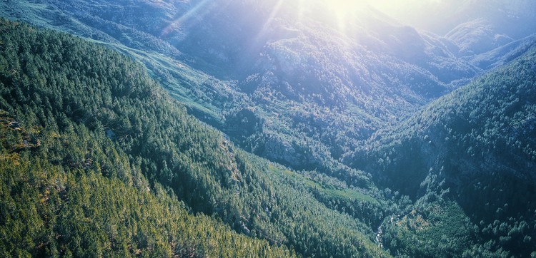 Photo of Cape mountains with alien vegetation