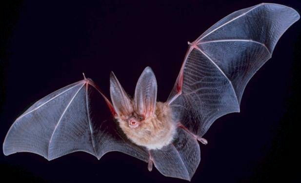 Photo of bat