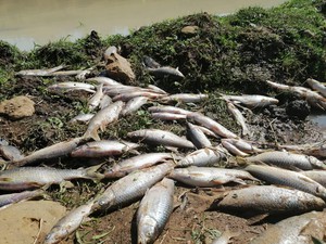 Photo of dead fish along river