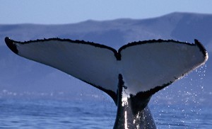 Photo of whale tail
