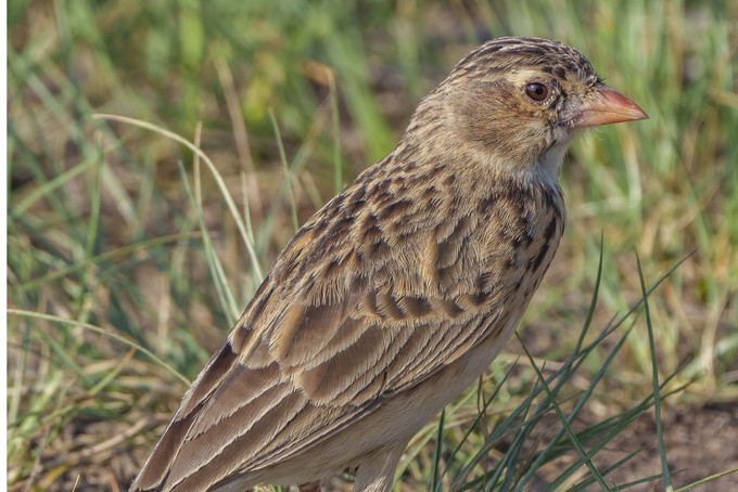 Summary image for article