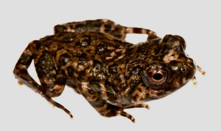 New frog species found in Cederberg | GroundUp