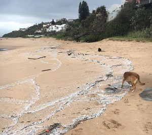 Photo of dog walking on polluted beach