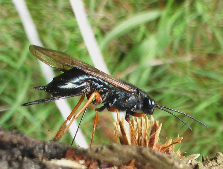 Photo of a wasp
