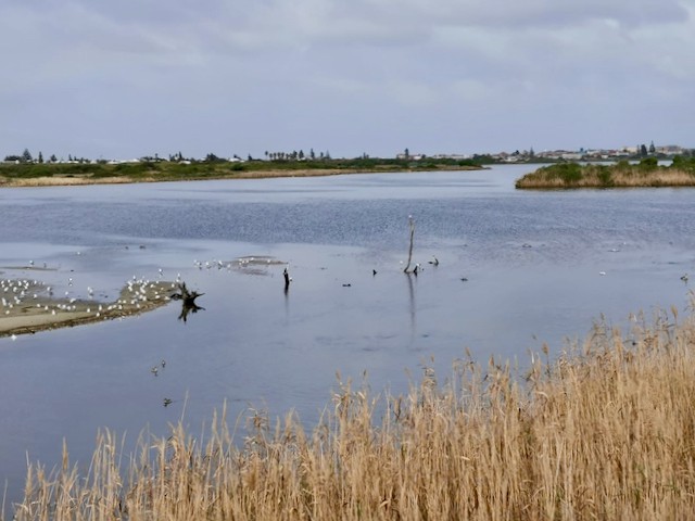 Photo of a vlei