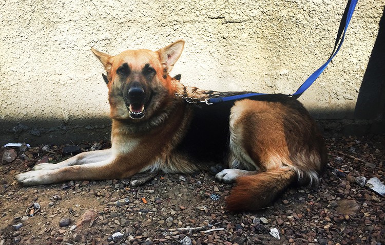 Photo of extremely friendly and playful dog