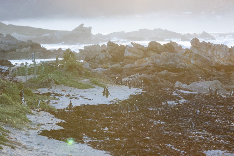 African Penguin Faces Extinction