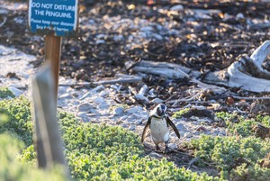 African Penguin Faces Extinction