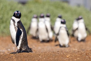 African Penguin Faces Extinction