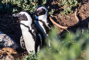 African Penguin Faces Extinction