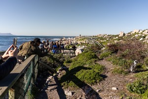 African Penguin Faces Extinction