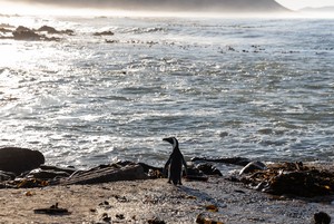 African Penguin Faces Extinction