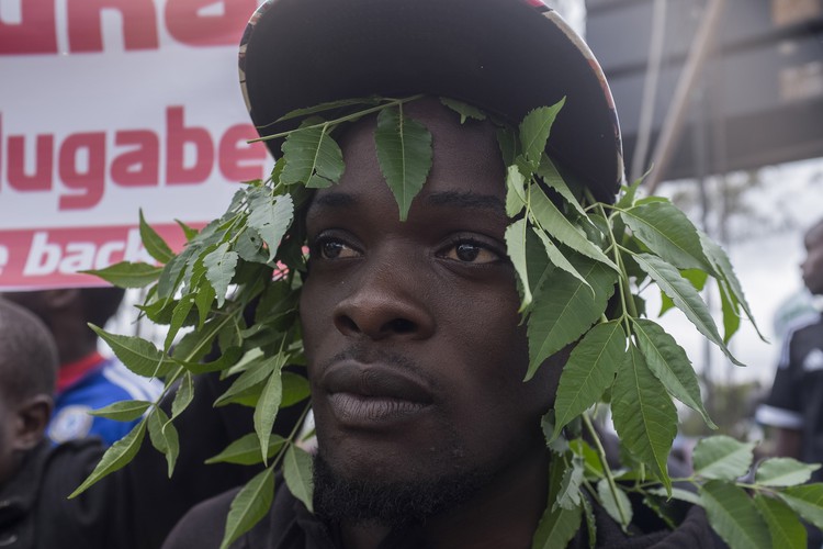 An anti-Mugabe protester adds some tree leaves to his hat as the protesters get ready to move to the State House.