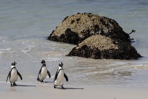 African Penguins