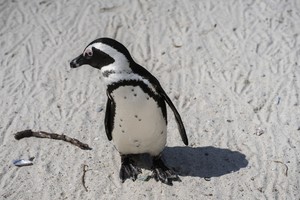 African Penguins