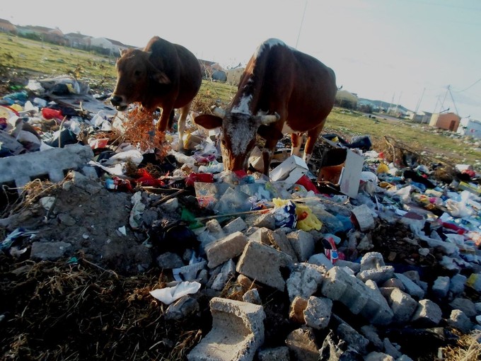 Photo of cows browsing in piles of rubbish