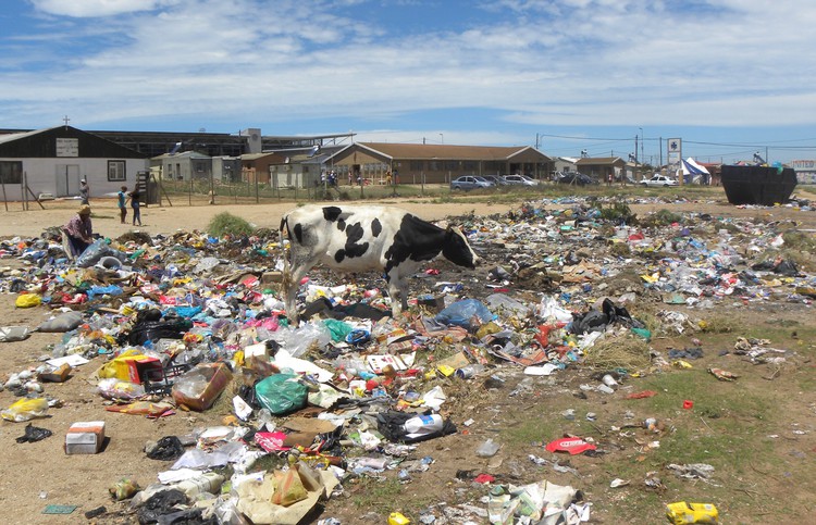 Photo of dumpsite with cow
