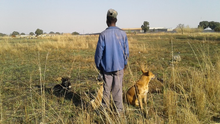 Mxolisi Zondo earns R1,500 a month herding cattle in urban Gauteng. Photo: Kimberly Mutandiro