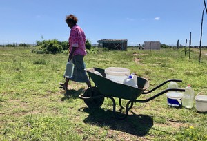 Photo of a woman and a wheelbarrow