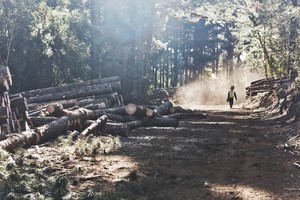 Photo of man in timber plantation