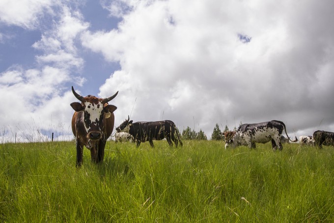 Photo of cow in long grass.