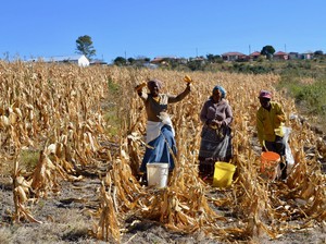 Photo of women in a maize field
