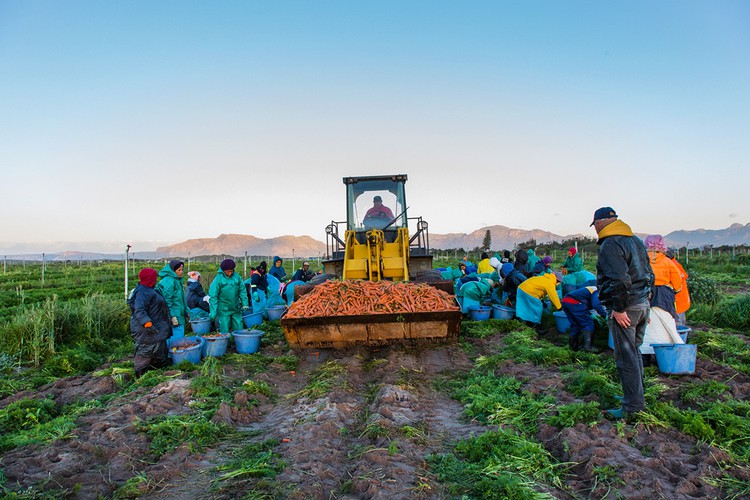 Photo of farm workers