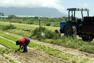 Photo of a farm worker in a field