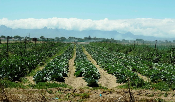 Photo of the Philippi vegetable gardens