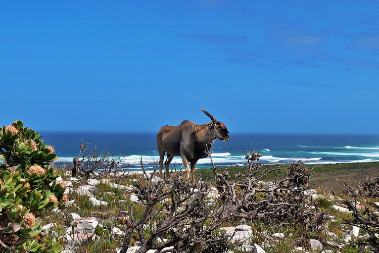 Photo of an Eland