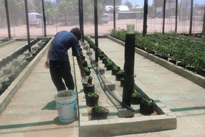 Photo of man watering the vegetable garden