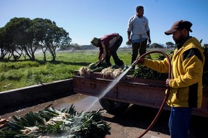Photo of farmworkers