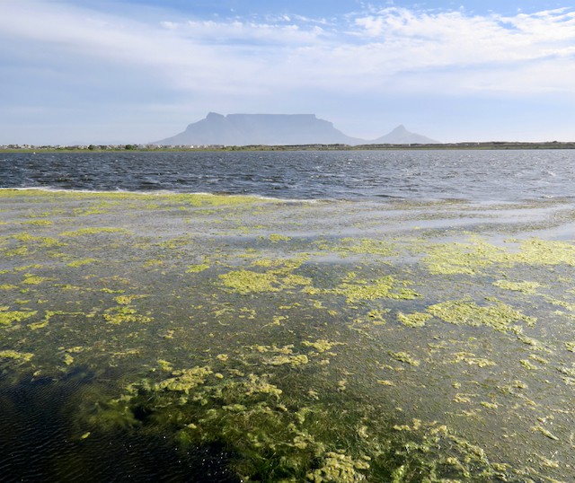 Photo of algae in Rietvlei