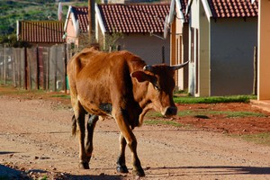 Photo of a cow in a street
