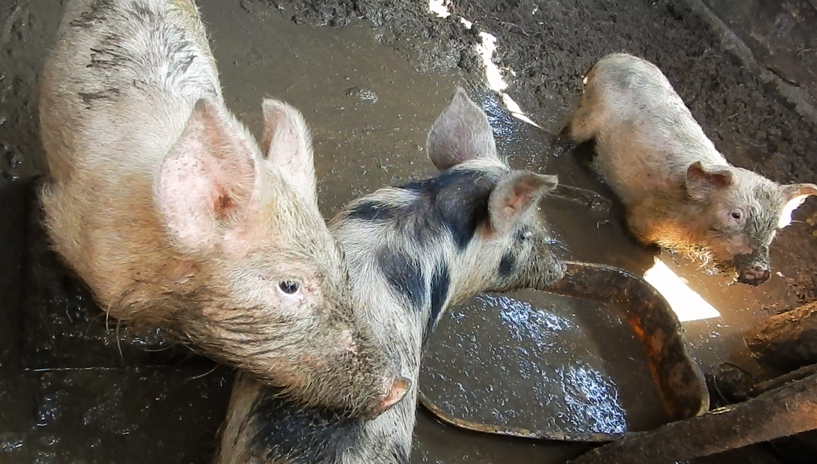 Photo of pigs
