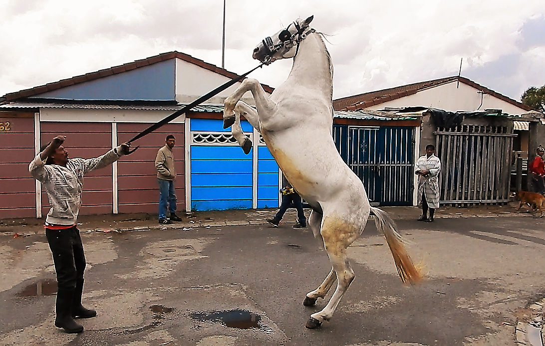 Photo of a horse rearing up