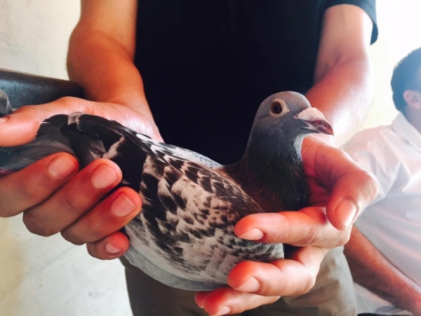 Historic pigeon race unites fanciers | GroundUp